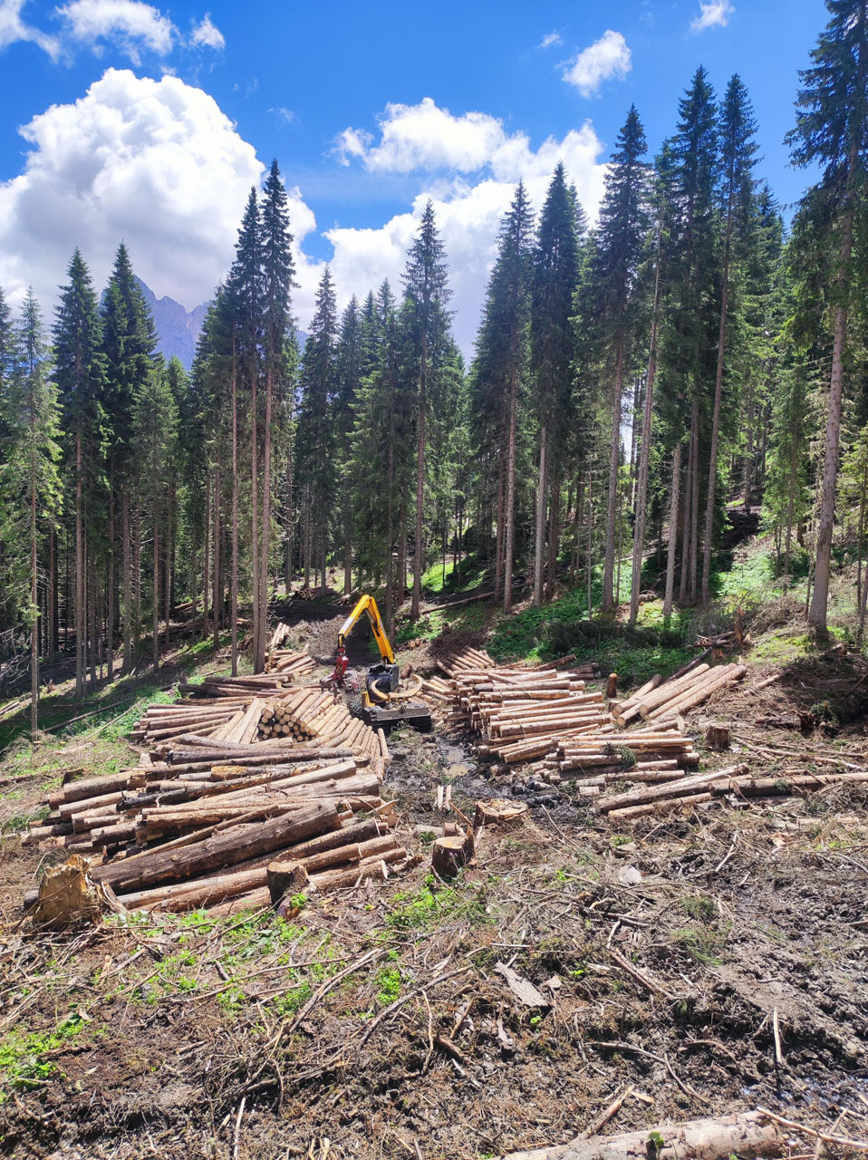 brunner-leiter-leistungen-forsttechnik-1
